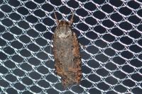 Depressaria