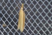 Pleurota