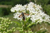 Pyropteron chrysidiforme