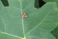 Choreutis nemorana