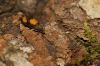 Pammene aurana
