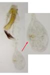 Coleophora lutipennella