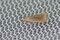 Coleophora flavipennella