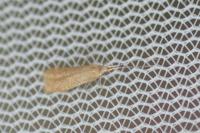 Coleophora lutipennella