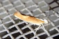 Argyresthia albistria