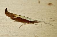 Ypsolopha dentella