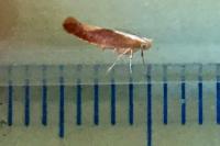 Argyresthia albistria
