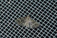 Alucita hexadactyla