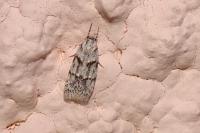 Symmoca signatella