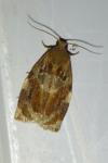 Archips xylosteana