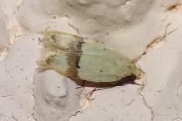 Odites kollarella