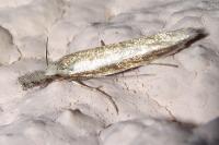 Pleurota aristella