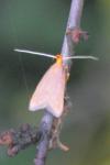 Eurodachtha pallicornella