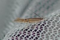 Cosmopterix lienigiella