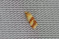 Aethes sanguinana