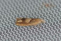 Eucosma conterminana