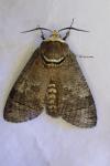 Cossus cossus