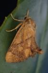 Apoda limacodes