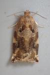 Archips xylosteana