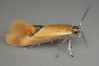 Batia lunaris