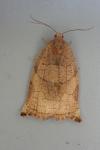 Archips podana