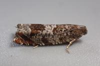 Ancylis achatana