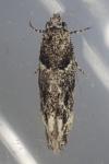 Recurvaria nanella