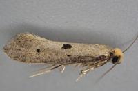 Tinea trinotella