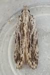 Anarsia innoxiella