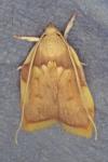Carcina quercana