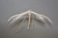 Pterophorus pentadactylus