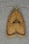 Acleris forsskaleana