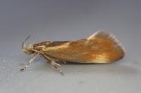 Metalampra italica