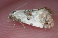 Neocochylis hybridella