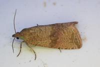 Celypha striana