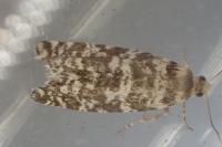 Epinotia tedella