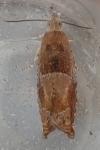 Epinotia tenerana