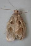 Archips crataegana