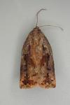 Archips oporana
