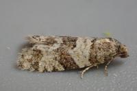Isotrias rectifasciana