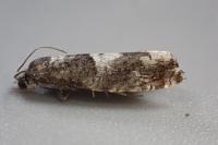 Epinotia demarniana
