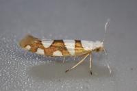 Argyresthia brockeella