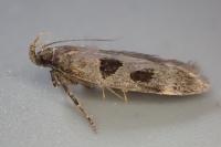 Mirificarma maculatella