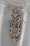 Psoricoptera gibbosella