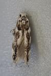 Parachronistis albiceps