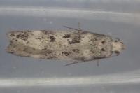 Chionodes electella