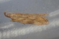 Orophia ferrugella