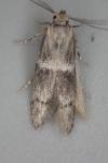 Hypatopa segnella