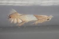 Phyllonorycter roboris