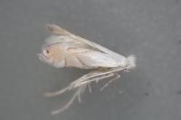 Phyllonorycter harrisella